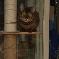 서브웨이 ㄹㅇ 개존맛 조합 알려드림