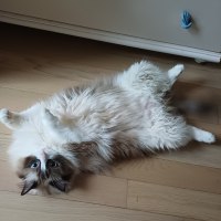 고양이 배때지 투척!