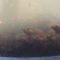 새우 진짜 귀여운데..