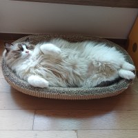 이불덮고자는 고양이