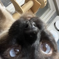 나도 고양이 공개