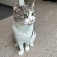 떡밥탑승용 칭구집 고양이