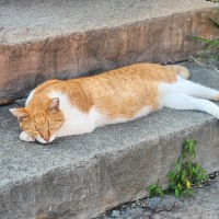 우리 학교 고양이