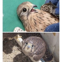 황조롱이, 참매 구분 법