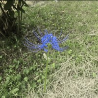 십이귀월 상현 <  옵붕이