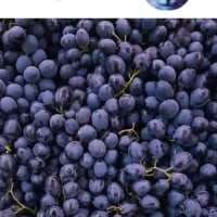 숨은 고양이 찾기