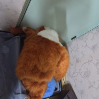 들어갈 생각조차 안하는게 개웃기네 그냥