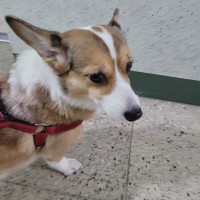 웰시코기는 원래 산책을 좋아함