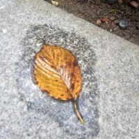 스포주의) 길바닥에 레제 출현