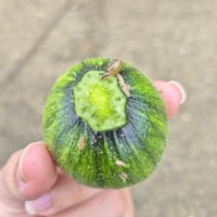 시골에서 호박먹는 달퐁이 발견함