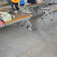 비둘기도 고향 내려가려고 하네