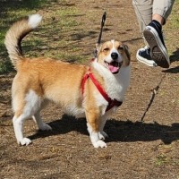 우리집 강아지 특이한 점