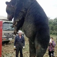 일본에서 잡힌 볼리베어 (피 주의)
