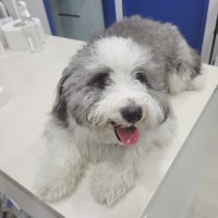 동물병원에서 일하면 가장 많이받는 질문