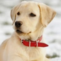 난 강아지가 좋은 이유가