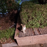 어제 본 고양이