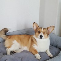 강아지 윙크나 보고 가