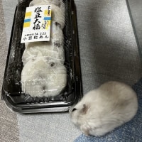 크아아악 네녀석!!