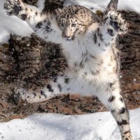 의외로 표범이 아닌 표범