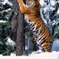 한국에 귀신이나 요괴가 없는 이유