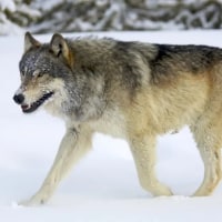 조선에서 무협지 설정이 통하지 않는 이유