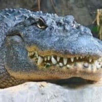 심김해서 악어 낳을거같아