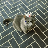 ai로 돌린 우리집 고양이