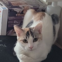 내 고양이는 뭔 생각을 하는 지 모르게씀