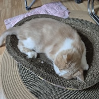 숨 쉬기 힘들어서 울더라