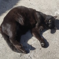 고양이 하니까 생각나네