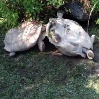 뒤집어지면 혼자 못일어나는 동물들 좀 귀여움