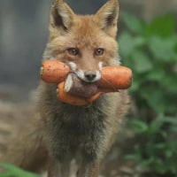 동화에서 여우가 욕심쟁이로 그려지는이유