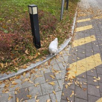 someone lost a dog, how do i help find the owner?