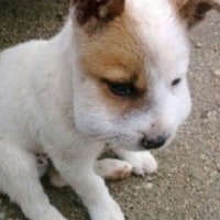 22년도말에 사랑니 뽑고