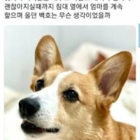 고양이보다 강아지가 짱인 이유