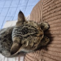 고앵이 사진을 올린다면