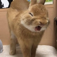 일겜이 사람이랑 봇이랑 같이 잡히네