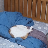 세상에서 가장 게으른 동물은?