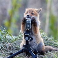 옵붕이 삼각대 샀다