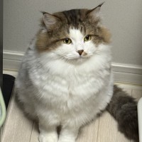 갠적으로 요새 그림 ai에 대해서