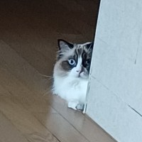 고양이 어떻게 차분하게시키냐?