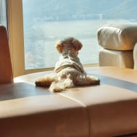 키우던 강아지가 죽었대