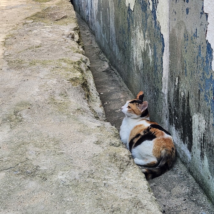 길냥이 사진🐈‍⬛🐈
