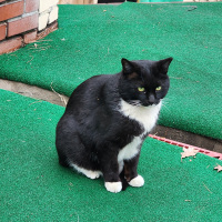 양복터진길냥이