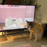 유미 탱템 입히는데 40분 걸렸다