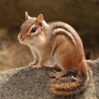 하 파카 넘 귀엽다