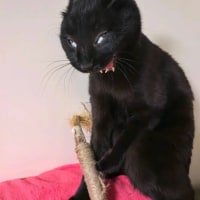 금딸 너무하니까 또 힘든시기가 왔다....운동은 계속하는중