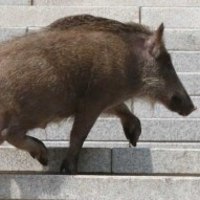 야생 멧돼지를 줄여말하면??