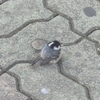 갤러리 뒤지다가 찾았는데 귀여운거 보고가~