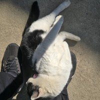 우리집 고양이 보고가